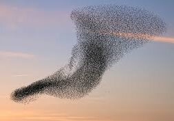 birds-of-feather birds-of-feather